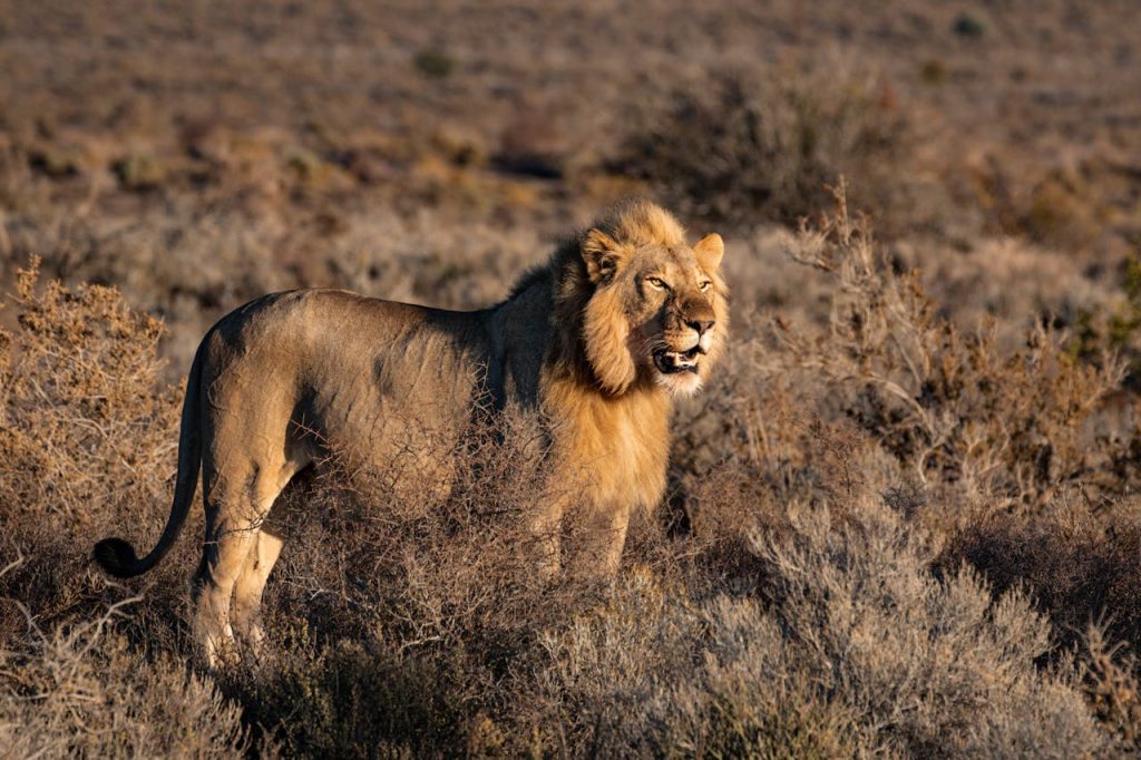 Zuid afrika